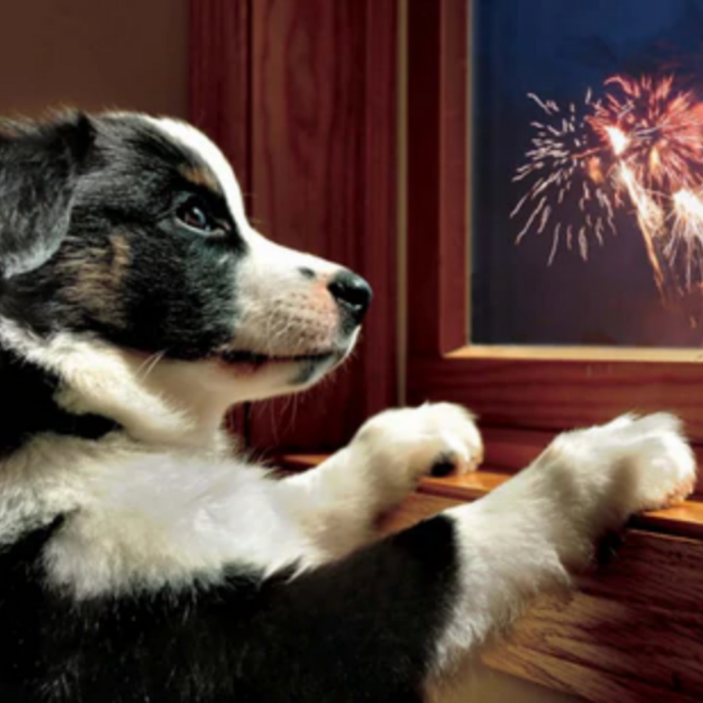 Keeping your dog content during firework season!