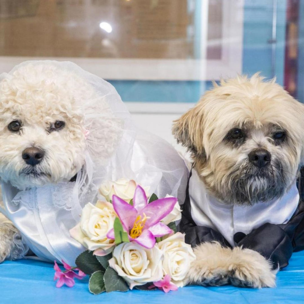 Are Dog Weddings  a Thing? (Hint: Yes)