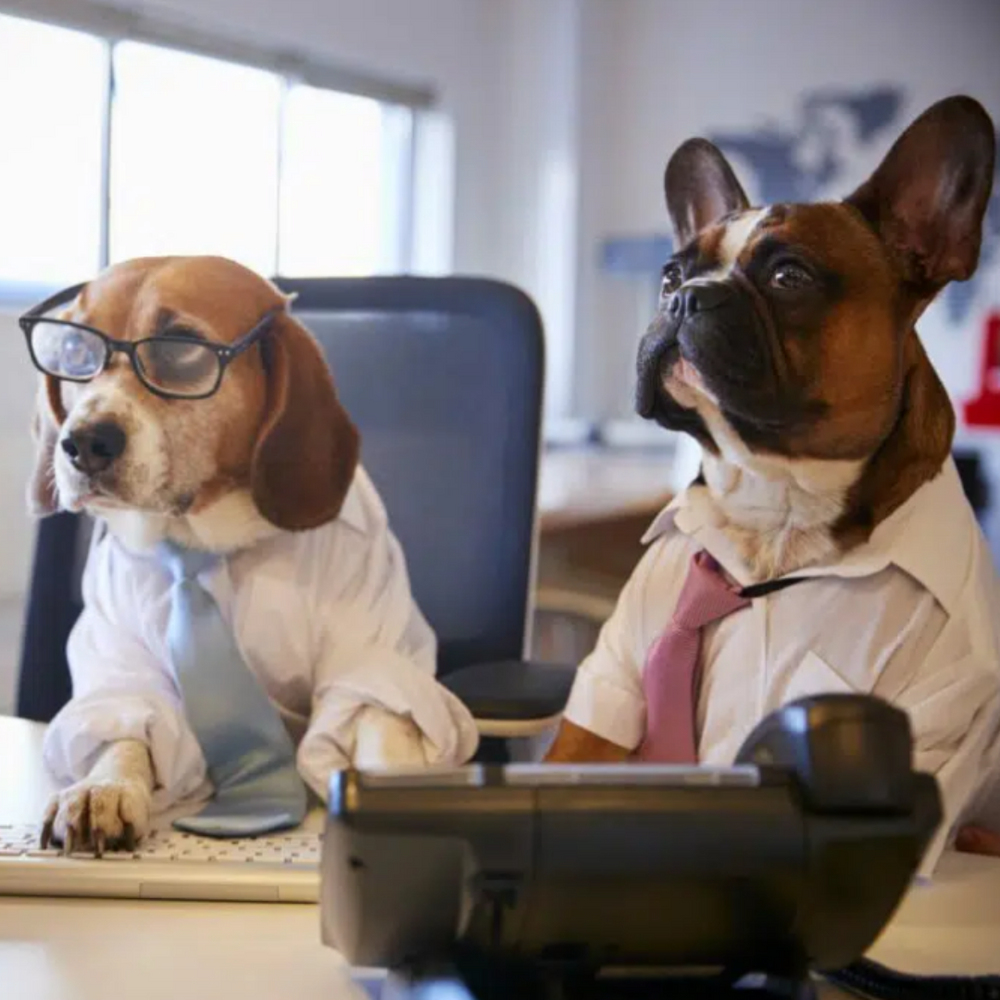 6 Types of Working Dogs and the Jobs They Do