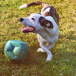 5 simple and cheap enrichment games to make your dog calm and confident